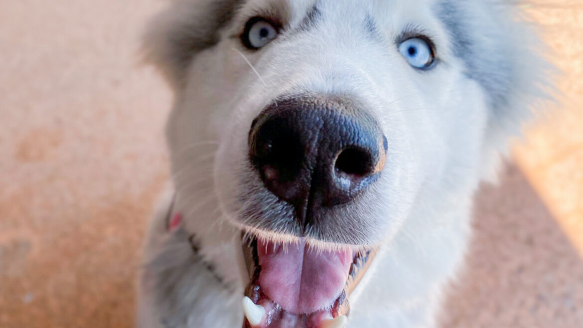 Frankies paws and play, business photo 5