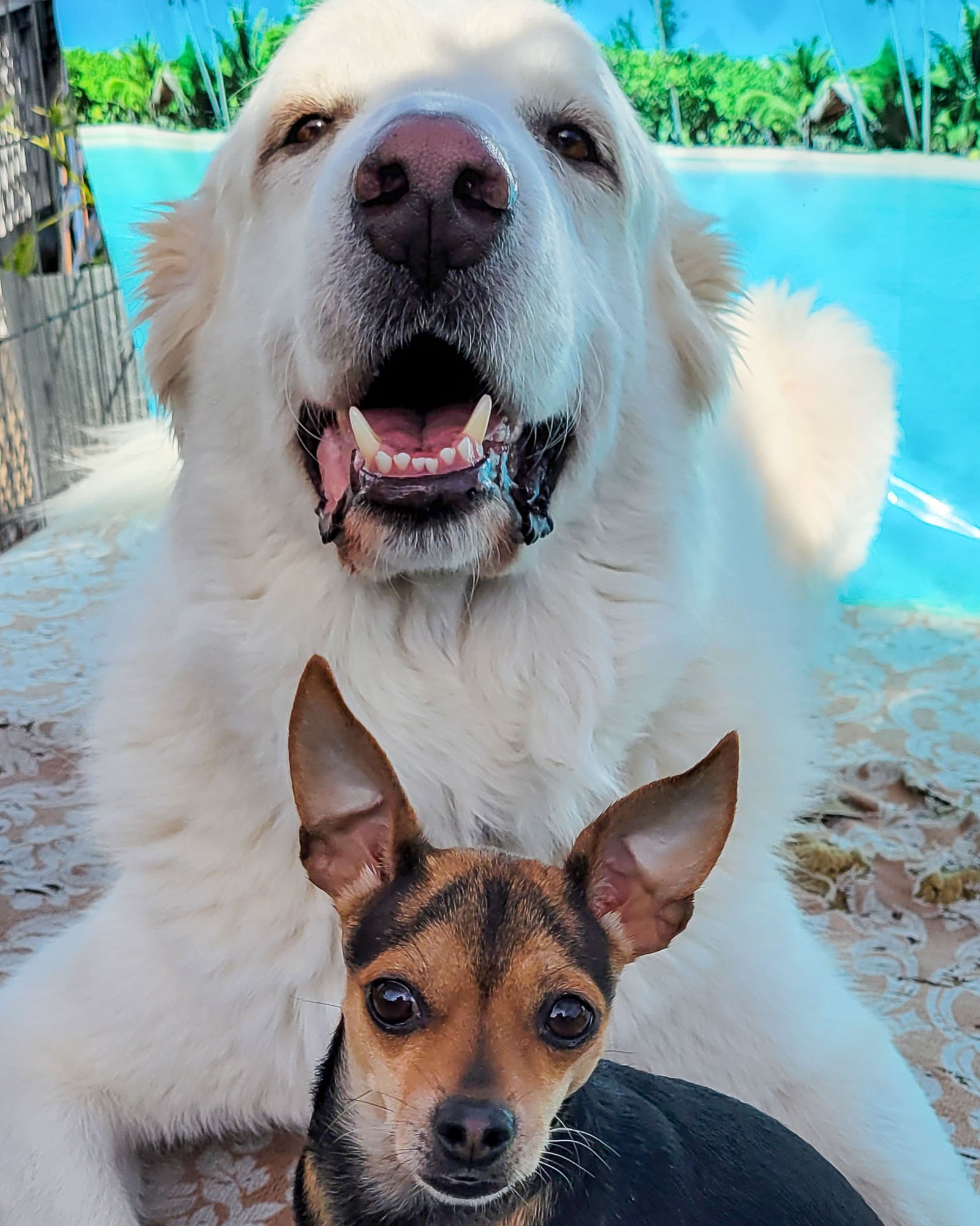 Frankies paws and play, business photo 7