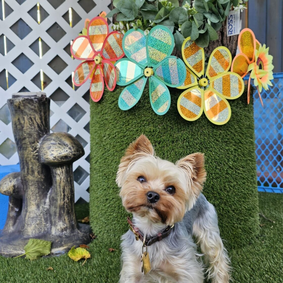 Frankies paws and play, Pet boarding