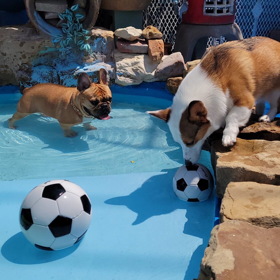 Frankies paws and play, business photo 2